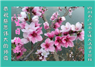 四川大法弟子庆祝世界法轮大法日(20条)
