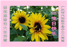 四川大法弟子庆祝世界法轮大法日(20条)