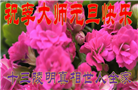 明真相世人庆祝世界法轮大法日(21条)