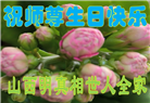 明真相世人庆祝世界法轮大法日(21条)