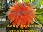 北京大法弟子庆祝世界法轮大法日(18条)