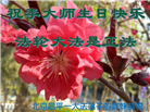 明真相世人庆祝世界法轮大法日(21条)