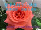 明真相世人庆祝世界法轮大法日(21条)