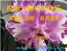 明真相世人庆祝世界法轮大法日(21条)