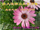 北京大法弟子庆祝世界法轮大法日(18条)