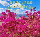 黑龙江大法弟子庆祝世界法轮大法日(20条)
