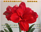 乡村大法弟子庆祝世界法轮大法日(22条)
