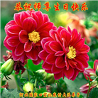 乡村大法弟子庆祝世界法轮大法日(22条)
