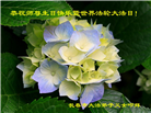 长春大法弟子庆祝世界法轮大法日(20条)