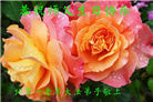 北京大法弟子庆祝世界法轮大法日(20条)