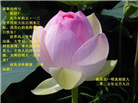 河北大法弟子庆祝世界法轮大法日(21条)