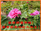 山东大法弟子庆祝世界法轮大法日(19条)