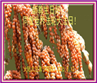 大陆大法弟子庆祝世界法轮大法日(30条)