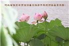 张家口大法弟子庆祝世界法轮大法日(24条)