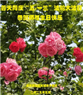保定大法弟子庆祝世界法轮大法日(24条)