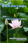 山东大法弟子庆祝世界法轮大法日(29条)