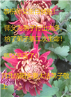 河北大法弟子庆祝世界法轮大法日(20条)
