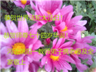 教育系统大法弟子庆祝世界法轮大法日(19条)