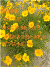 河北大法弟子庆祝世界法轮大法日(20条)