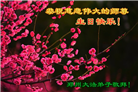 郑州大法弟子庆祝世界法轮大法日(20条)