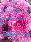 河北大法弟子庆祝世界法轮大法日(23条)