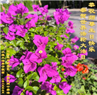 石家庄大法弟子庆祝世界法轮大法日(22条)