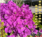 石家庄大法弟子庆祝世界法轮大法日(22条)