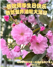石家庄大法弟子庆祝世界法轮大法日(22条)