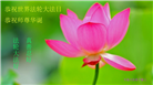 大连大法弟子庆祝世界法轮大法日(21条)