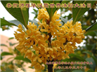 临沂大法弟子庆祝世界法轮大法日(27条)