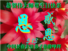 长春大法弟子庆祝世界法轮大法日(22条)