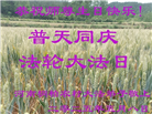 乡村大法弟子庆祝世界法轮大法日(22条)