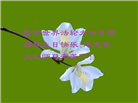 保定大法弟子庆祝世界法轮大法日(21条)