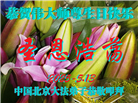 北京大法弟子庆祝世界法轮大法日(20条)