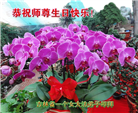 吉林省大法弟子庆祝世界法轮大法日(20条)