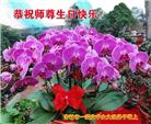 吉林市大法弟子庆祝世界法轮大法日(19条)