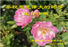 广西大法弟子庆祝世界法轮大法日(19条)