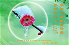葫芦岛大法弟子庆祝世界法轮大法日(20条)
