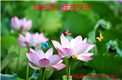 辽宁大法弟子庆祝世界法轮大法日(19条)
