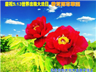 长春大法弟子庆祝世界法轮大法日(20条)