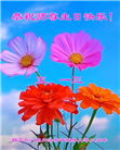 葫芦岛大法弟子庆祝世界法轮大法日(23条)