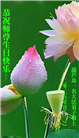 葫芦岛大法弟子庆祝世界法轮大法日(20条)