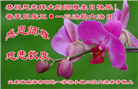 山东大法弟子庆祝世界法轮大法日(21条)