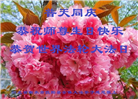 河北大法弟子庆祝世界法轮大法日(22条)