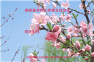 云南大法弟子庆祝世界法轮大法日(19条)