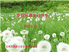 云南大法弟子庆祝世界法轮大法日(19条)