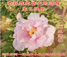 河北大法弟子庆祝世界法轮大法日(21条)