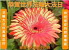 台湾、香港大法弟子庆祝世界法轮大法日