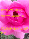 河北大法弟子庆祝世界法轮大法日(18条)