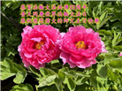 长春大法弟子庆祝世界法轮大法日(20条)